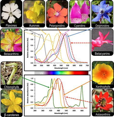 The wonders of mixing and matching pigments and colourful flowers