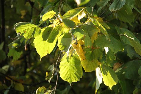 Hazel tree leaves by MetalMouseArt on DeviantArt