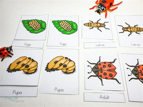 Life Cycle Of A Ladybug Worksheet