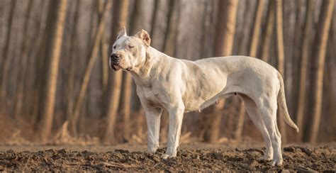 Dogo Argentino Guide (Lifespan, Size & Characteristics)