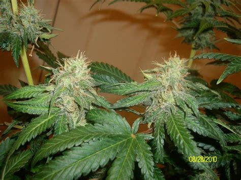 The Flowering Stages Of Cannabis Week By Week | Stoner Circle