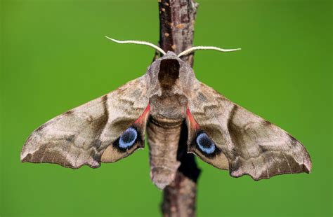 Hawk Moths Wallpapers - Wallpaper Cave