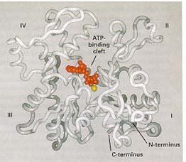 2 Ribbon representation of the G-actin monomer from (1). | Download Scientific Diagram