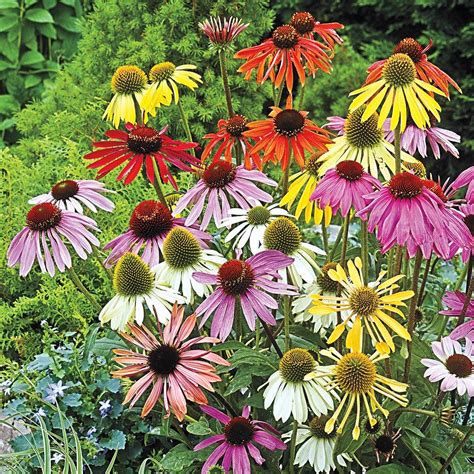 Spring Hill Nurseries Coneflower Mixture (Echinacea), Live Bareroot Plant, Multiple Colored ...