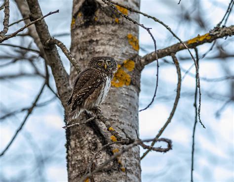 Eurasian Pygmy Owl Glaucidium - Free photo on Pixabay - Pixabay