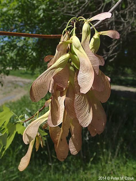 Acer saccharinum (Silver Maple): Minnesota Wildflowers