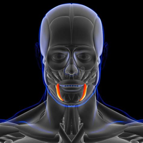 Depressor Anguli Oris Muscle Anatomy for Medical Concept 3D Stock ...