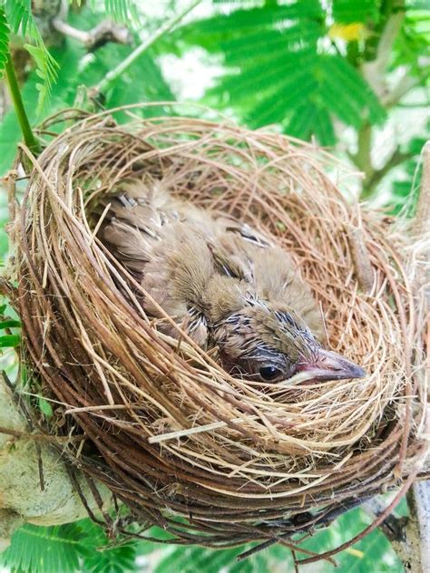 Baby Birds in a Nest on Tree Nature Stock Image - Image of brood, outside: 76164697