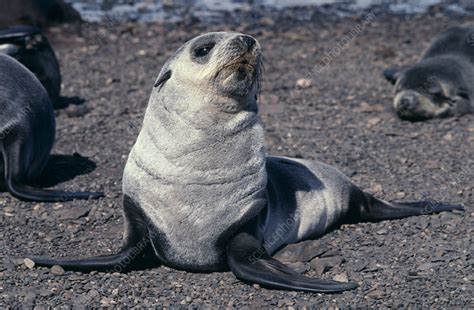 Antarctic fur seal pup - Stock Image - Z936/0132 - Science Photo Library