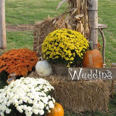 fall decorating with hay bales and mums | Hay bales were set for guests to watch | Wedding ...