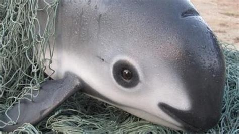 The Vaquita Marina | Marine mammals, Endangered animals, Animals beautiful