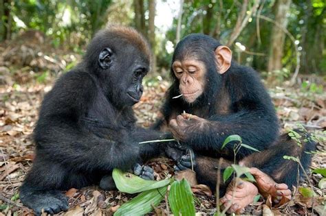 New Survey Is Largest Of Its Kind, Helping Save Gorillas From Extinction