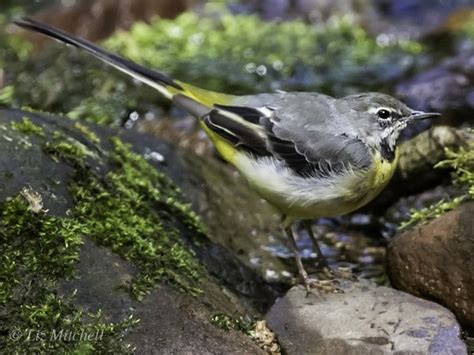 Birds On Exmoor | Bird Species Exmoor | Exmoor Wildlife Safaris