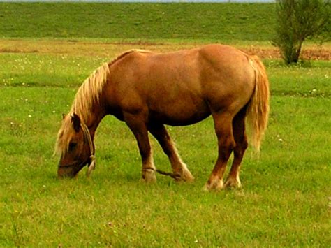 File:Horse, Croatia, 2007.jpg - Wikimedia Commons
