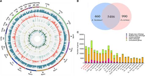 Frontiers | Genomic Analyses Provide Insights Into the Evolutionary History and Genetic ...