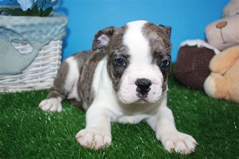 Mini Bulldog Puppies For Sale - Long Island Puppies