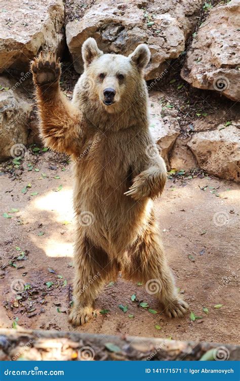 Syrian brown bear stock image. Image of wild, beast - 141171571