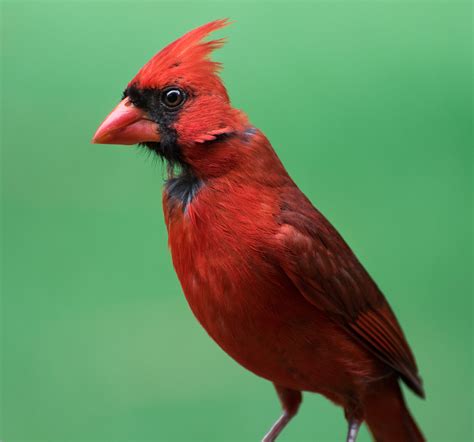 Cardinal - Birds and Blooms