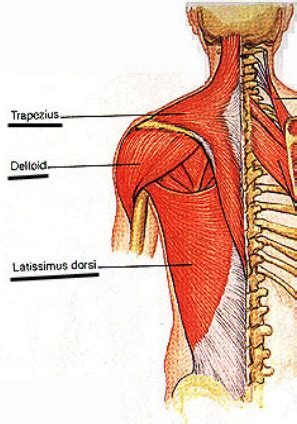 Structure and Function of Muscle - Marching Band Anatomy