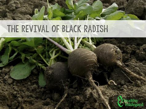 Black Radish- not only as a soup for Colds - Healthy Hildegard