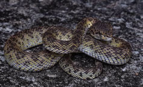 Mangrove Pit Viper - Venomous - Dangerous | Thailand Snakes