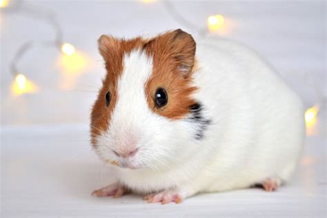 Free Images : animal, cute, pet, small, mammal, rodent, friend, guinea pig, whiskers, furry ...