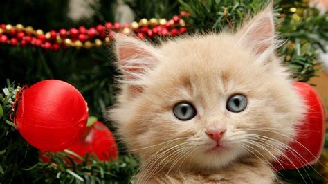 Christmas Cat Wallpapers - Wallpaper Cave