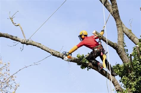 Tree Cutting Service | Cutting Trees Down - Forest Hill Forestry