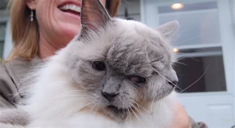 A Cat With Two Faces Dies at 15 - Catster