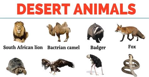 Desert Animals: Top 35+ Animals that Live in the Desert – My English Tutors