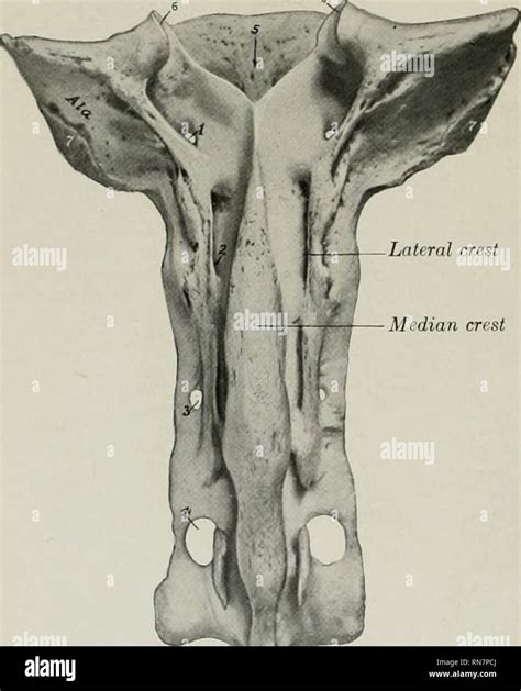 Mammillary process hi-res stock photography and images - Alamy