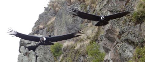 Key highland habitat for rare condor protected in Ecuador | Focusing on Wildlife