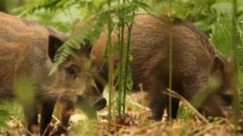 Hunters capture hog weighing nearly 800 POUNDS in Texas | Daily Mail Online