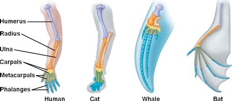 homology.html 22_17HomologousForelimbs-L.jpg