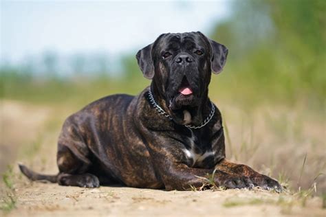 Cane Corso Dog Breed: Characteristics, Care & Photos | BeChewy