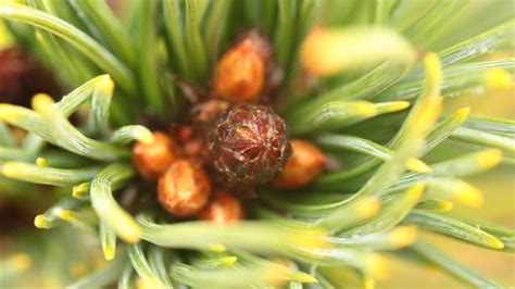 Pinus albicaulis [#1 dwarf] | Pinus albicaulis '#1 Dwarf' | #1 Dwarf ...