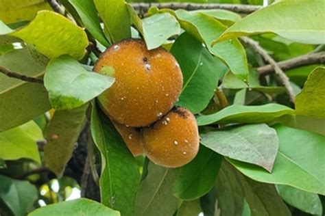 Foto : Simak, Cara Menanam Buah Bisbul yang Mulai Langka