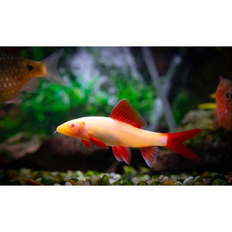 Albino rainbow shark | Each – Pet Kadai – Online aquarium Store