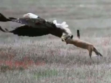 Eagle Catches Fox With Rabbit Thaipolicepluscom