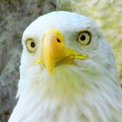 Female Bald Eagle Photograph