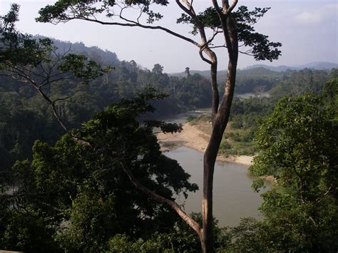 Things to do in Kuala Lumpur: Taman Negara National Park