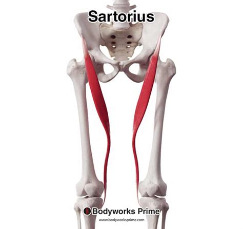 Your Complete Guide To The Sartorius Muscle