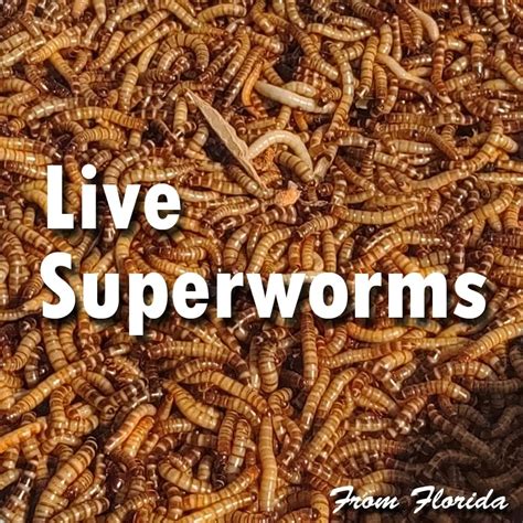 Superworm Life Cycle Sciencing, 47% OFF