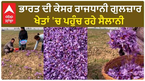 Saffron Harvesting Season | ਭਾਰਤ ਦੀ ਕੇਸਰ ਰਾਜਧਾਨੀ ਗੁਲਜ਼ਾਰ,ਖੇਤਾਂ 'ਚ ਪਹੁੰਚ ਰਹੇ ਸੈਲਾਨੀ