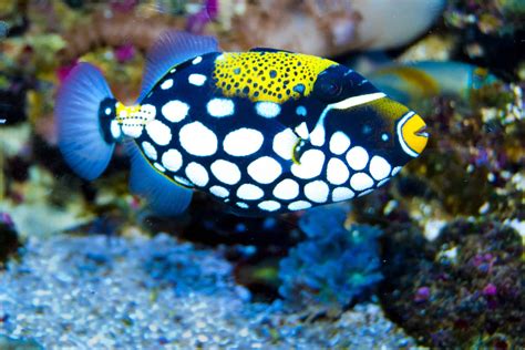 12 of the Most Beautiful Fish You Can Have in Your Aquarium