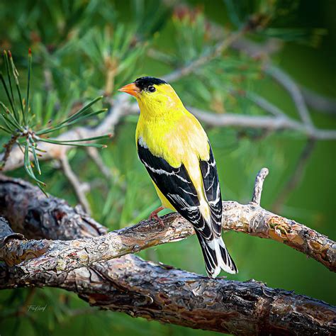 Male American Goldfinch Photograph by Fred J Lord - Fine Art America