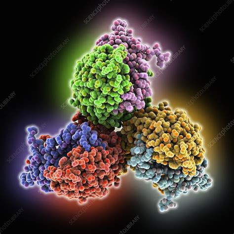 Follicle-stimulating hormone complex - Stock Image - C016/2794 ...