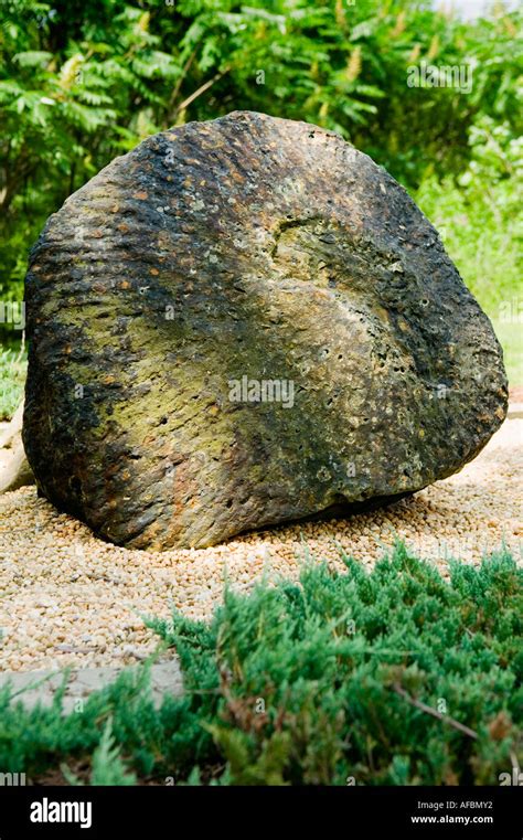 Gilboa fossil hi-res stock photography and images - Alamy