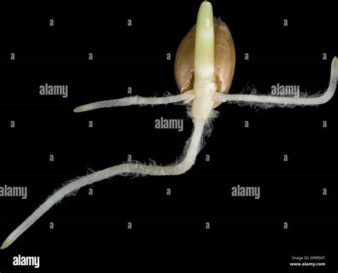 Germinating seed of winter wheat (Triticum aestivum), with radicle ...