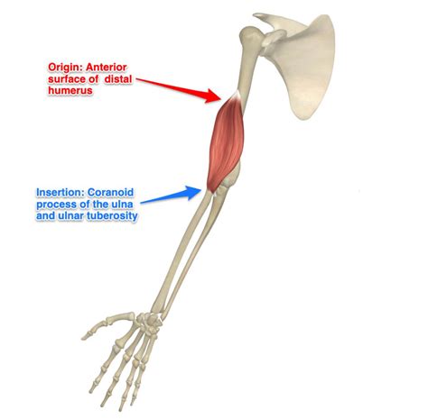 Brachioradialis Muscle Origin And Insertion